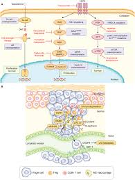 Frontiers Metastatic Extramammary Paget S Disease Pathogenesis And Novel Therapeutic Approach Oncology