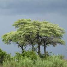 Image result for Terminalia sericea