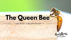 Image result for Queen bee