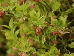 Image result for Vaccinium stanleyi
