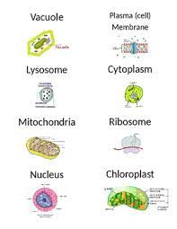 Flashcards by yinka f, updated more than 1 year ago more less. Organelle Flashcards By Amanda Clark Teachers Pay Teachers