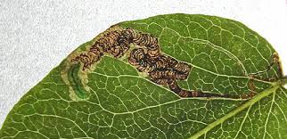 Image result for Stigmella pyri