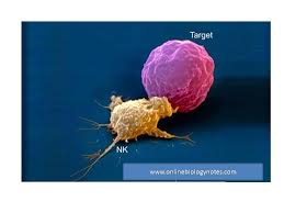 Maybe you would like to learn more about one of these? Natural Killer Nk Cell Online Biology Notes