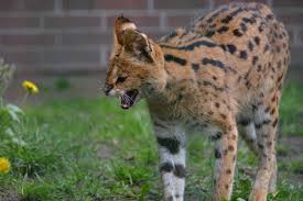 Caracal meets serval / caracal is shocked by the size of the serval. Do Serval Cats Make Good House Pets Bc Spca