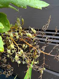 Image result for Bocconia