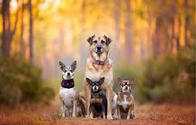Sh0cking Texas Tragedy — Dog Barking Interrupts Burial A young woman and her loyal dog are presumed d3ad in the devastating floods at a Texas summer camp. The two were placed in