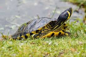 They're also very adorable, with unusual markings. Yellow Bellied Turtle Complete Care Guide All Turtles