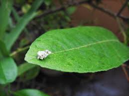 ゴミをかぶった虫 クサカゲロウの仲間の幼虫 街に探そう 自然のすがた