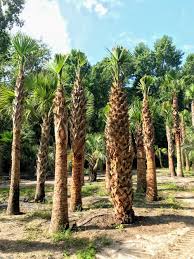 When it comes down to how much does palm tree trimming cost, there's no solid rule. Palmetto Palm Palm Trees Ltd
