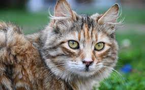 Sokaktan yavru bir kedi alıp, kedi büyüyünce sokağa bırakmak olur mu? Sokaktan Kedi Aldim Ne Yapmaliyim Kedi Blog