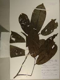 Image result for Diospyros gabunensis