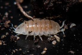 Image result for Isoberlinia tomentosa