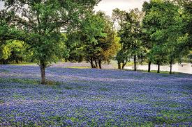 We will see you again in 2020! In Ennis Wildflowers Beckon Weekenders In Pursuit Of Small Town Charm Texas Highways