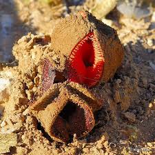 Image result for Hydnora