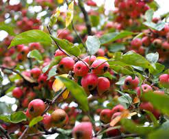 For small spaces, your only choice is dwarf. Ornamental Apple Tree Pruning And Care For Crab Apple Varieties