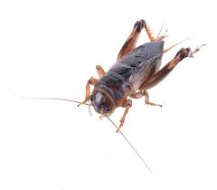 If you are keeping a pet scorpion then pet shops that will sell crickets for your scopion to eat. House Crickets Are One Of The Most Frequently Encountered Household Pests In Arizona