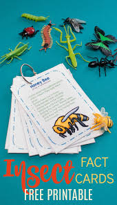 Go on a bug hunt, make creepy crawlies, have a snail race or also i have tried to include insect activities that address important strands of the preschool and kindergarten curriculum. How To Teach Cool Bug Facts In A Preschool Insect Theme