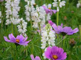 Purple Cosmos Flower Pray What Is This Purple Everywhere Purple Flowers Of India In Cosmos Flowers Purple Flowers Beautiful Pink Flowers