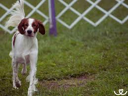 Image result for irský červenobílý setr