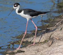 Black Bird With Blue Neck Black Necked Stilt Black Neck Stilts Neck