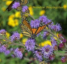 Liatris Ligulistylis Monarch Butterfly Garden Butterfly Garden Plants Butterfly Plants