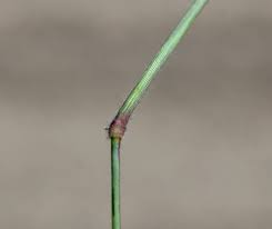 Image result for Moorochloa eruciformis