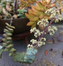 Log planter diy planters garden planters succulent planters diy garden garden landscaping succulents in containers cacti and succulents planting succulents. 18 Popular Flowering Succulents With Pictures Succulent Plant Care