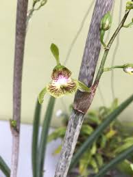 Image result for Oeceoclades