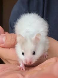 Always make sure you know your local regulations before committing to an animal. What Colour Is My Syrian Boy Hamster Central