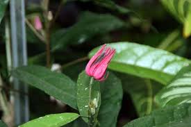 Image result for Pavonia senegalensis