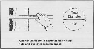 bulletin 7036 how to tap maple trees and make maple syrup