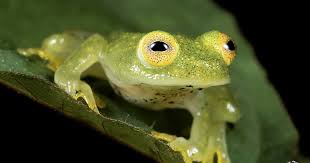 Image result for Macrotyloma ellipticum