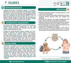 Image result for Sarcoptes scabiei life cycle