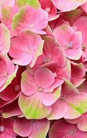 Pin By Netsayda Florez Arotaype On Strawberry Fields Forever Hydrangea Flower Amazing Flowers Pink Hydrangea