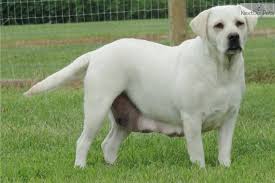 Information on english labrador retriever puppies for sale in ohio. Labrador Retriever Puppy For Sale Near Dayton Springfield Ohio F03ad9bb E431