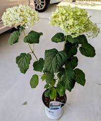 みんなの趣味の園芸