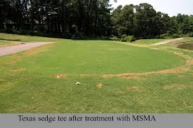 Turfgrass Herbicide Families Mode Of Action Ppt Video Online Download