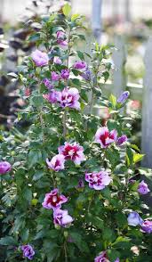 We did not find results for: Purple Pillar Rose Of Sharon Hibiscus Syriacus Purple Flowers Garden Rose Of Sharon Flower Garden Plans