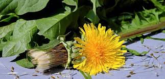 One of the most effective toxin removers (blood, lymph and liver cleanser). The Health Benefits Of Dandelion Healthy Hildegard