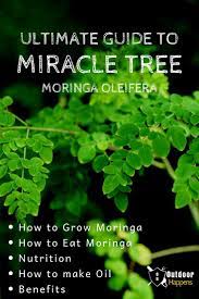 Your Total Guide To Moringa The Miracle Tree How To Grow Moringa Tree How To Eat Moringa Seeds How To Eat The Dr Miracle Tree Moringa Oleifera Tree Moringa