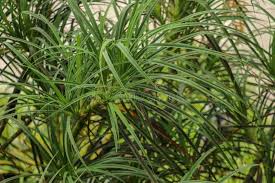 Image result for Pandanus odoratissimus
