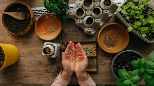 Hands holding herbs