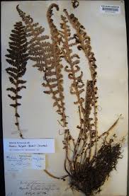 Image result for Mohria lepigera