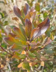 Picture taken at and identified by the philadelphia zoo. Morella Pensylvanica Northern Bayberry