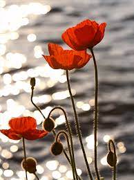 Determining the cause of your changing rose color is the first step to getting the plant back to its original hue. Poppy Wikipedia