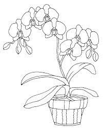 The delicate and exotic orchids represent love, beauty, luxury and strength. Orchids Coloring Page 10 Coloring Pages Cute Coloring Pages Orchid Color