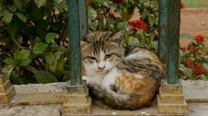 Pakistani Lady Feeding Feral Cats Is Hated By The Educated And Praised By The Uneducated Poc