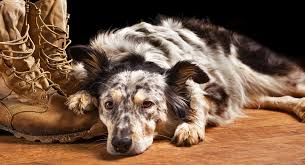 Feel free to browse hundreds of active classified puppy for sale listings, from dog breeders in pa and the surrounding areas. Border Collie Australian Shepherd Mix Will This Be Your New Puppy