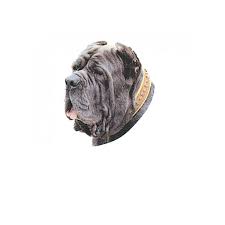 Découvrez nos chiens de race : Autocollant Race De Chien Matin De Naples