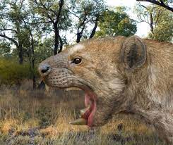 The Murderous Marsupial Lion Thylacoleo Carnifex Was A Large Carnivorous Mammal That Lived In Australia From Prehistoric Animals Extinct Animals Megafauna